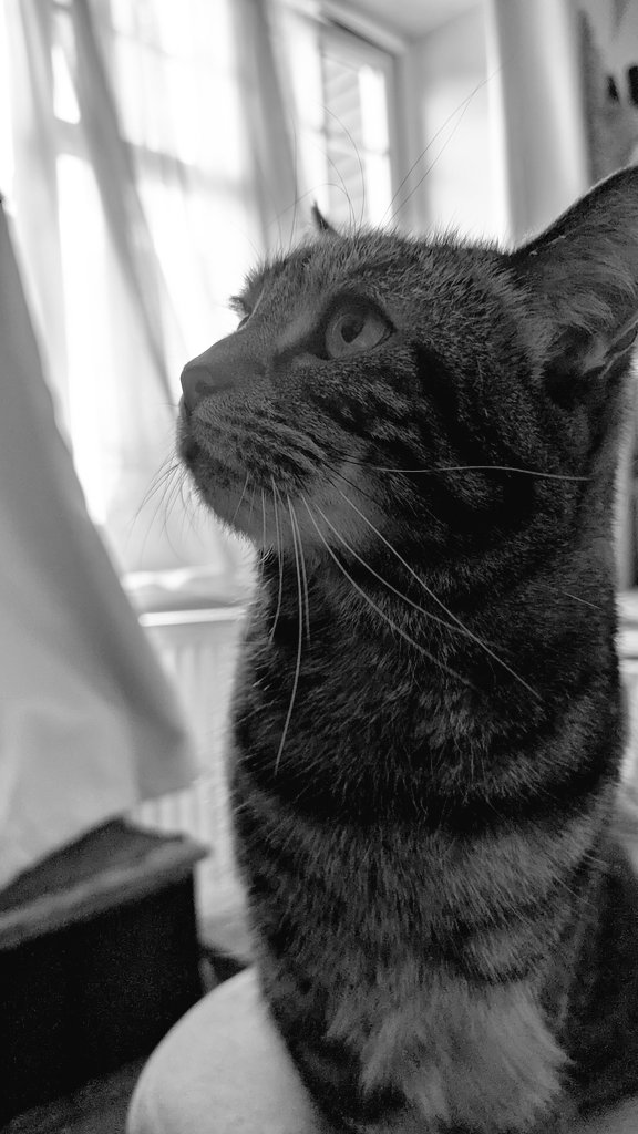 Sometimes I wonder how I became so beautiful 😻😹 #catsnoirfriday