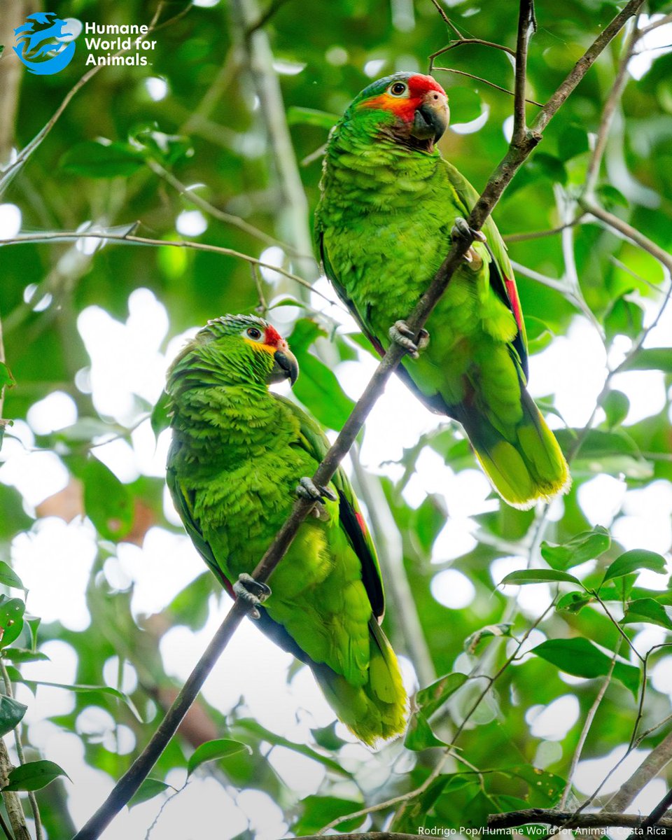 humaneworlduk's tweet image. Earlier this summer, Humane World for Animals Latin America helped our partners ARCAS release 28 parrots, most of whom had been rescued from the illegal wildlife trade, back into the wild in Guatemala🦜🌳
Thank you to our supporters who enable us to help parrots like these💙