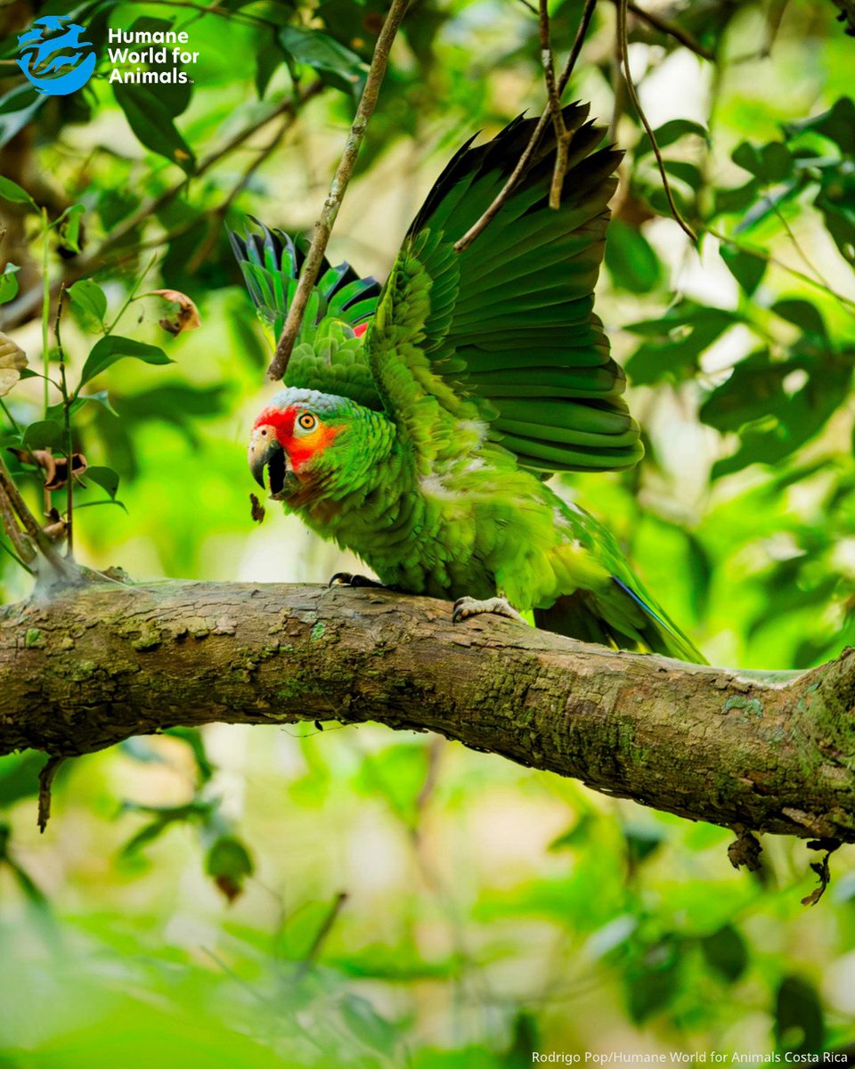 humaneworlduk's tweet image. Earlier this summer, Humane World for Animals Latin America helped our partners ARCAS release 28 parrots, most of whom had been rescued from the illegal wildlife trade, back into the wild in Guatemala🦜🌳
Thank you to our supporters who enable us to help parrots like these💙