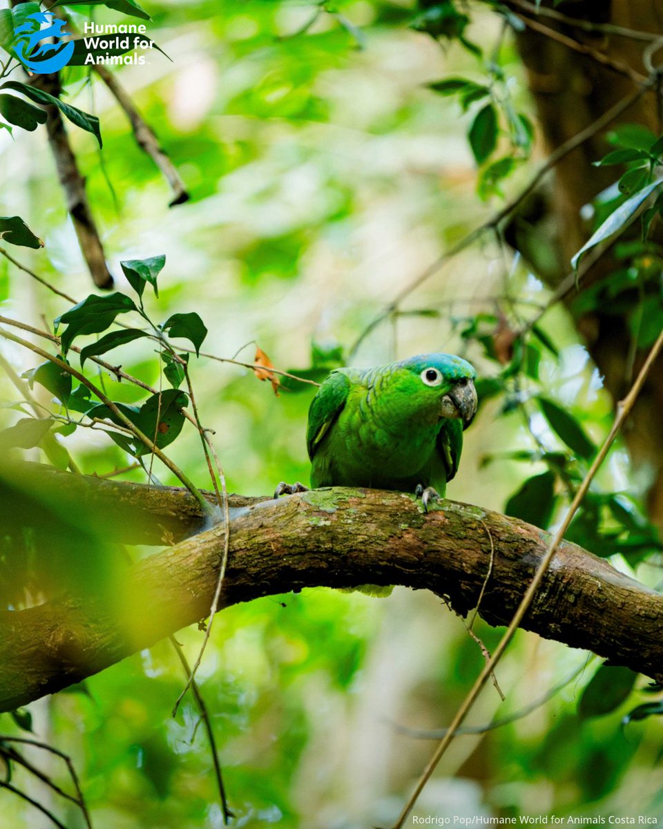 humaneworlduk's tweet image. Earlier this summer, Humane World for Animals Latin America helped our partners ARCAS release 28 parrots, most of whom had been rescued from the illegal wildlife trade, back into the wild in Guatemala🦜🌳
Thank you to our supporters who enable us to help parrots like these💙