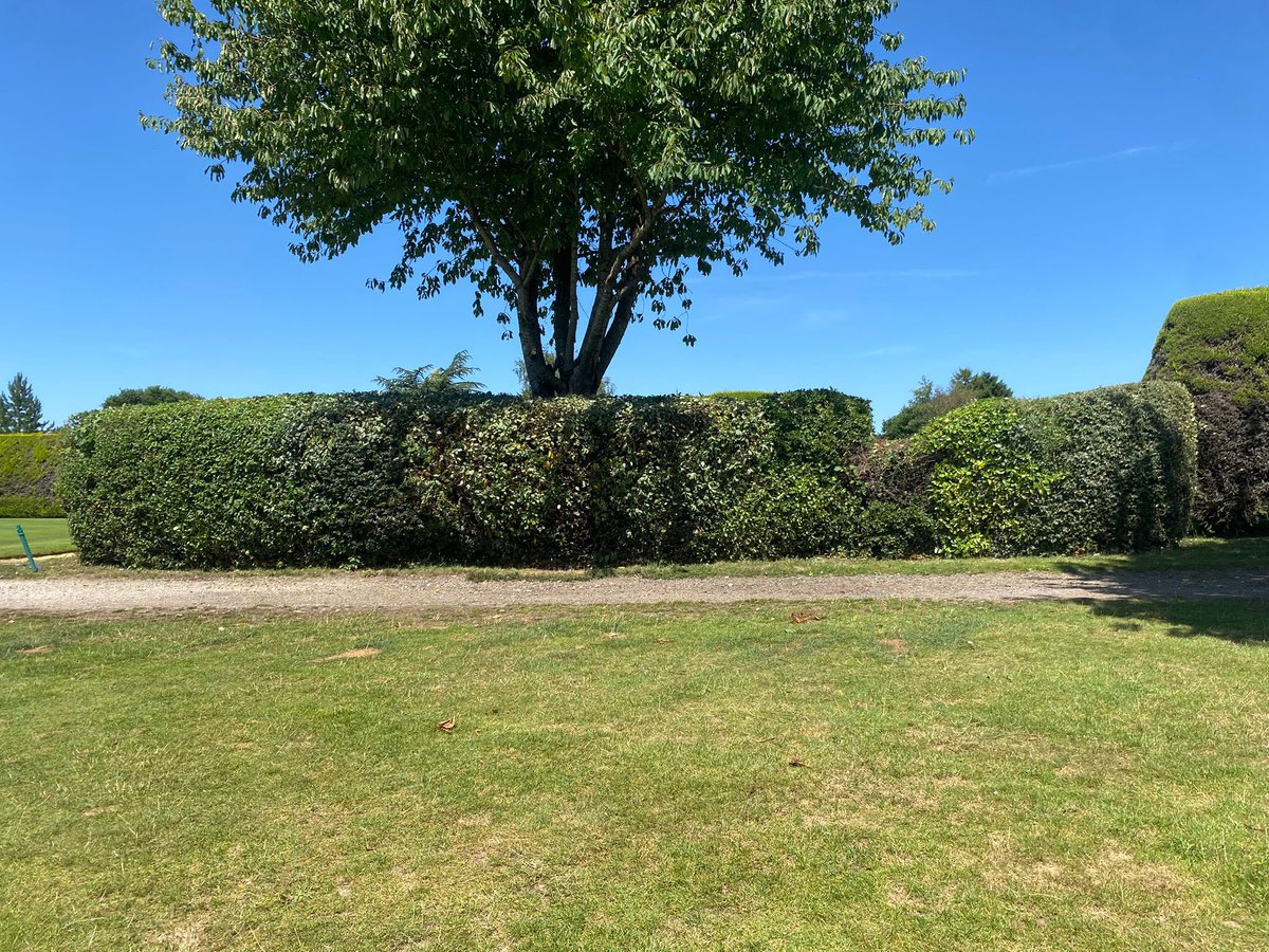 Miles_gkeeper's tweet photo. It may just be a bang tidy hedge to you but keeping the course tidy and presentable are so important for first impressions. Great work baz nice and neat job. Love it when the boys send me pics of there work!👏 ⛳️ 🤩#greenkeepers #loveit #stihl #echo #hedgework https://t.co/AyHfaIcStj