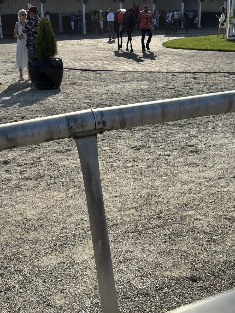 ldijames's tweet image. Horses looking Good!