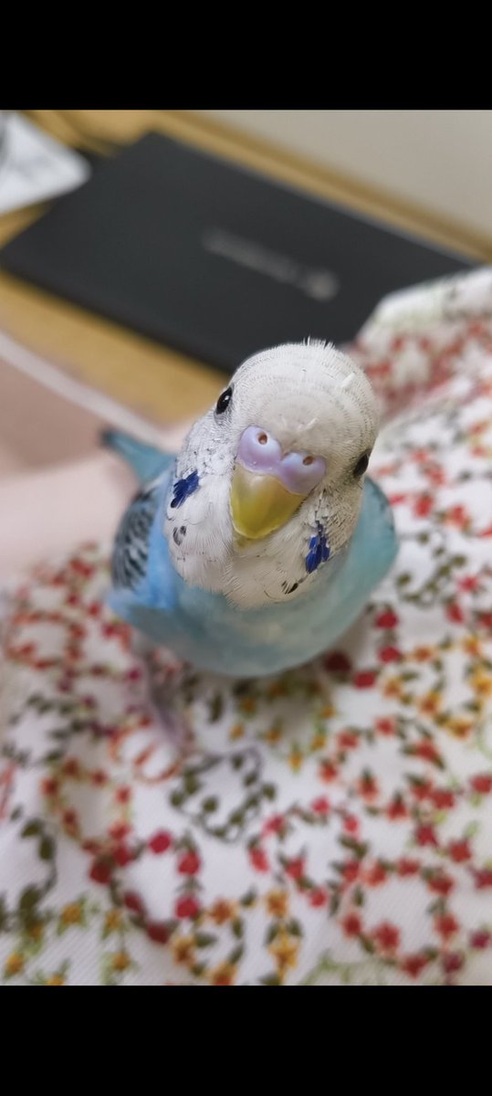 いたずらをたくらんでるときの顔