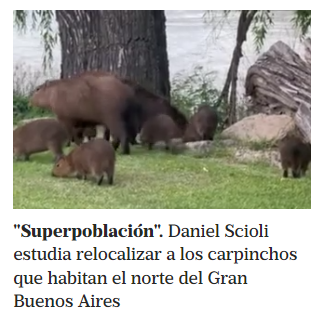 diegocabot's tweet image. Que un funcionario del Estado, el hombre de los mil lados del mostrador @danielscioli, se ocupe de los carpinchos es una de las cosas más ridículas que leí en bastante tiempo.
Que un estado libertario utilice medio recurso público en esto es toda una contradicción.
#Carpinchos
