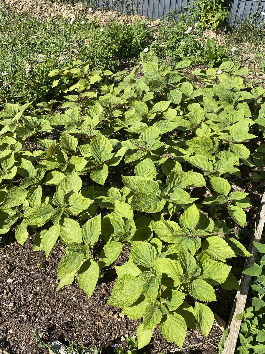 Namsu 🕯 tweet media