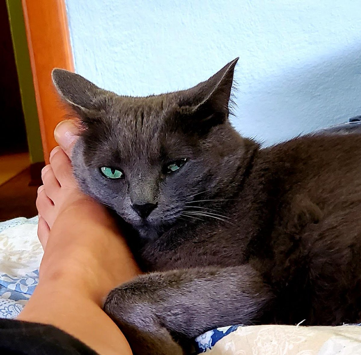 BM1531's tweet image. Lulú warns mommy not to budge cause her foot has been hijacked as a pillow for the the duration of her  snooze