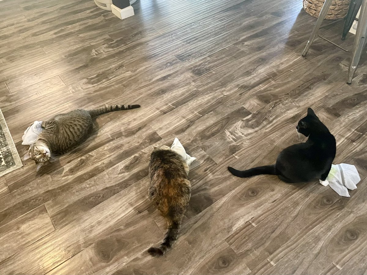 yeahrightgirlhg's tweet image. I got tired of vacuuming catnip from every surface of the house, so iβve converted to mesh laundry bags filled with a tennis ball and catnip. everyone gets their own, no mess, highly recommend