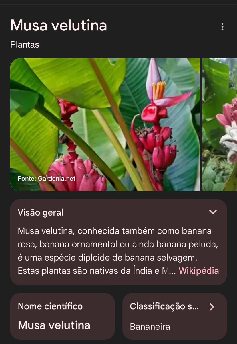 Vi essa planta em Inhotim hoje e pensei “nossa! parece uma banana rosa!” e fotografei pra pesquisar depois

Qual foi minha surpresa quando… ela é mesmo uma banana rosa!!!