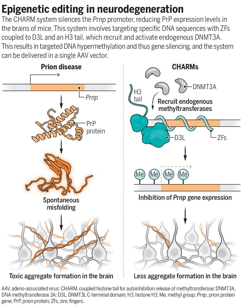 Science Magazine (@sciencemagazine) on Twitter photo In a Science study last year in mice, researchers introduced CHARM, a compact and versatile epigenetic editor that can be used to silence prion protein throughout the brain.
Learn more in this #SciencePerspective: scim.ag/3IBm0jz In a Science study last year in mice, researchers introduced CHARM, a compact and versatile epigenetic editor that can be used to silence prion protein throughout the brain.
Learn more in this #SciencePerspective: scim.ag/3IBm0jz