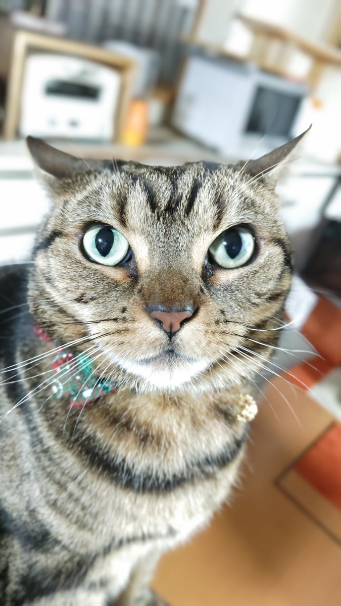 おはようございます☀

土曜日ですね
今朝は涼しいかな
今日もよろしくお願いします^^

#ねこ #猫  #ペットドア #手すり  #たな #DIY  #リフォーム