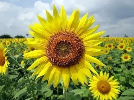 Just like sunflowers, turn and face the sunshine and poof the day is brighter! ~ #DTN #ILoveSunflowers #SunshineHelps #FlowersMakeMeSmile