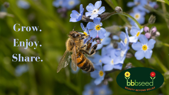 BBB Seed tweet media