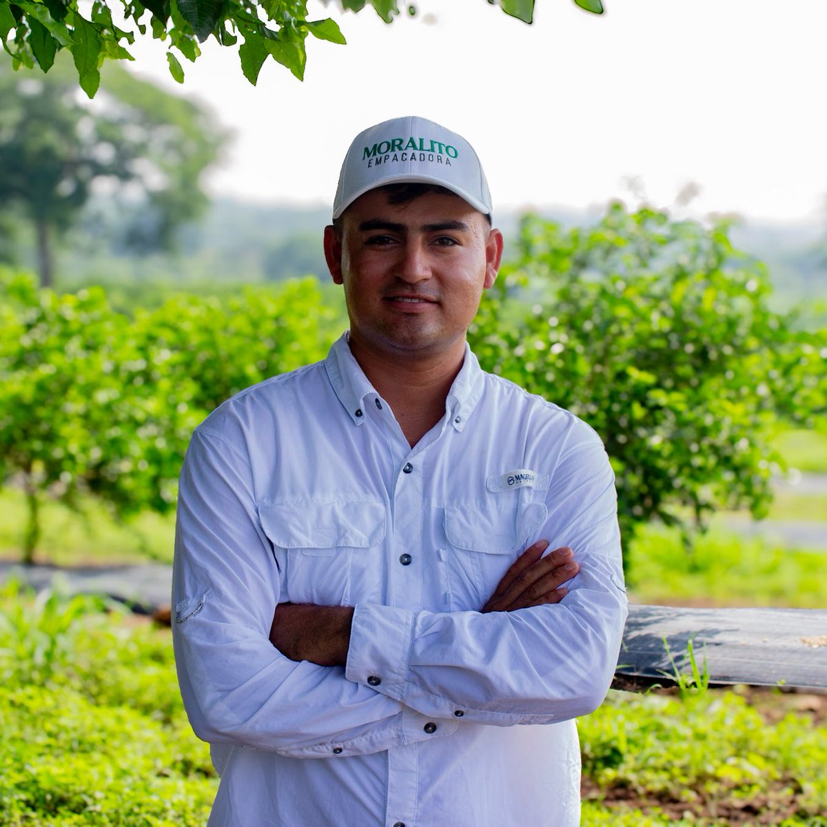 🌱 ¡Más producción con menos químicos!
En Rancho El Arenal, en Veracruz, el uso del control biológico no solo ha reducido el uso de pesticidas, ¡también ha mejorado la calidad y rendimiento del cultivo de limón persa! 💪

🔗 koppert.mx/noticias-item/…

#Koppertmx