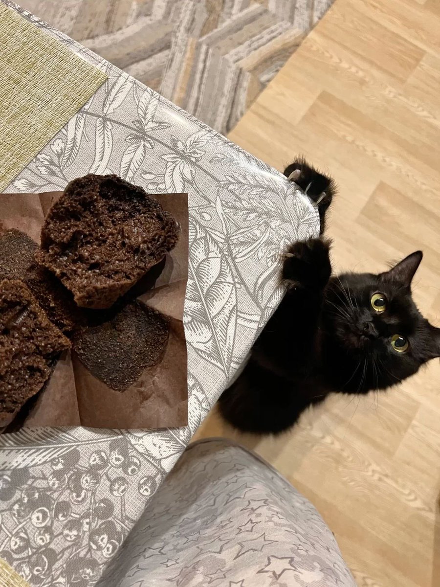 Black cats are not bad luck (@visualscat) on Twitter photo 