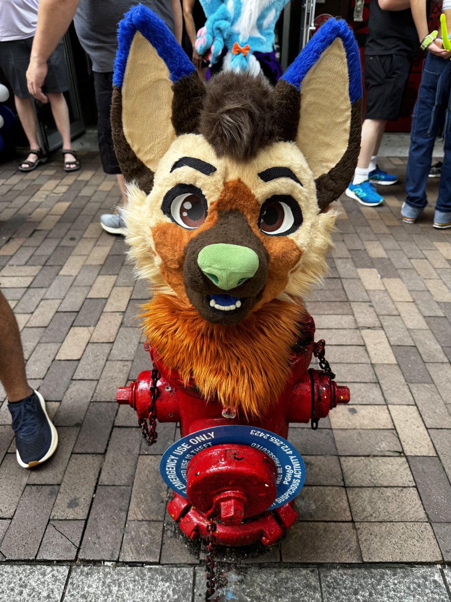 ItsRokko's tweet image. Hydrated Rokko

#FursuitFriday