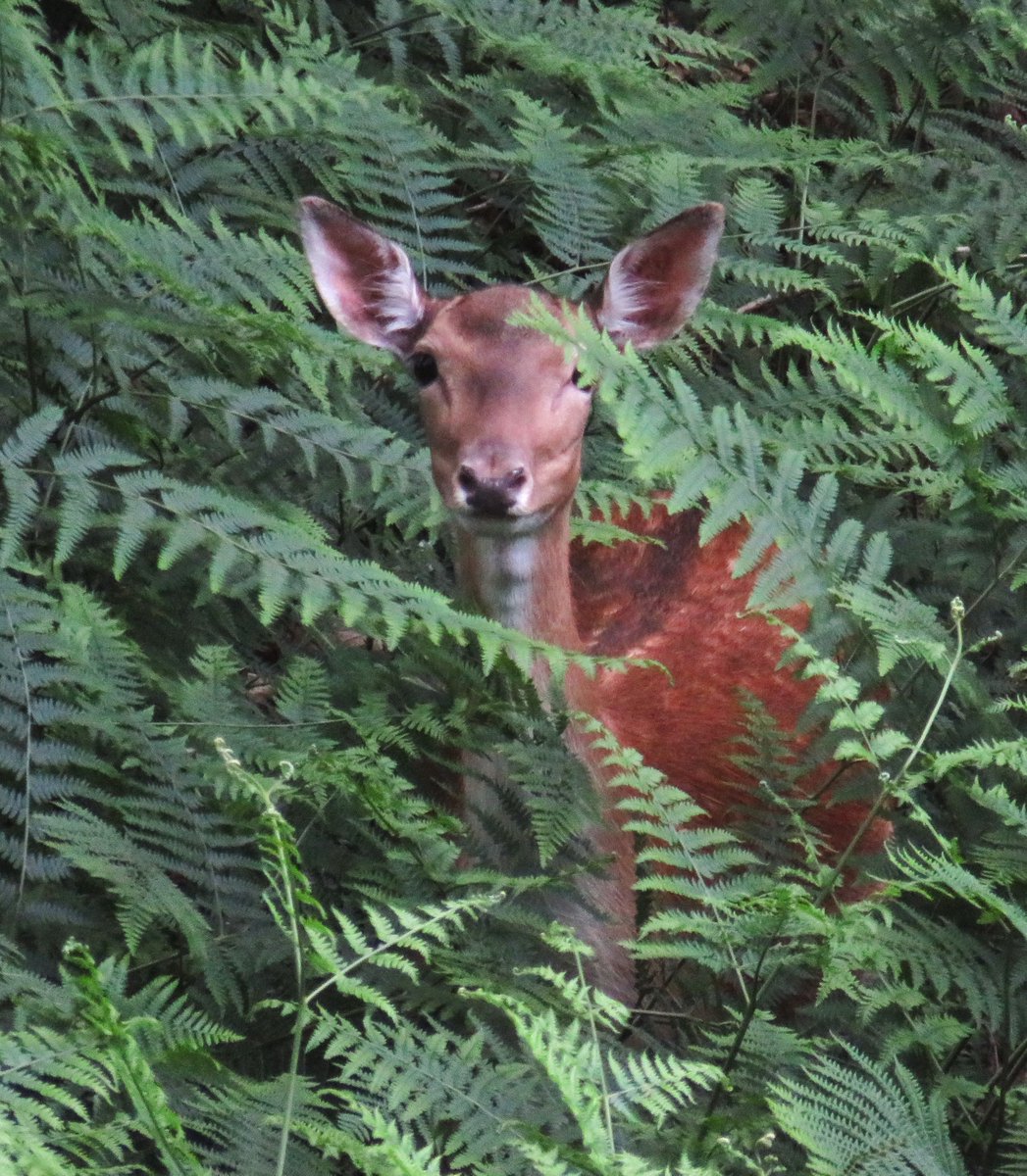 MatthewShute's tweet image. Let's take a closer look...
#NaturePhotography
🌿 🦌 🤍 💚