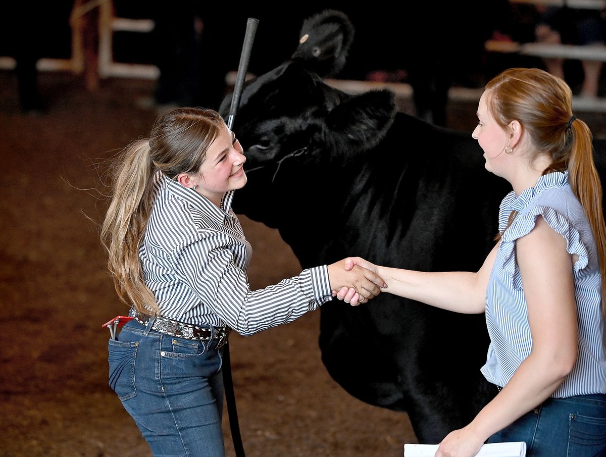TribStarJoe's tweet image. Bristol Boland, 12, shakes hands with judge Kallie Knott after she won Grand Champion and Reserve Grand Champion for her breeding heifers during the 4-H Beef Show on Thursday at the Wabash Valley Fairgrounds. @VigoCountyFair