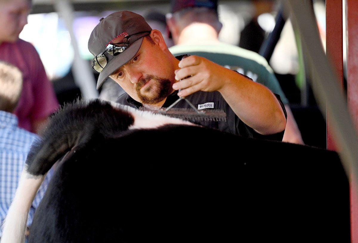 TribStarJoe's tweet image. Blake Wiggins helps prepare his nephew Gio Beretta's American cross steer for the 4-H Beef Show on Thursday at the Wabash Valley Fairgrounds. @VigoCountyFair