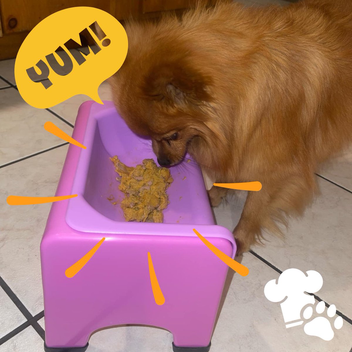 shopwithmemama's tweet photo. Daisy the Pom LOVES her new ChefPaw Dog Food Maker for Healthy Homemade Pet Food! See her devour her homemade dog food: https://t.co/Cujon8jzN6 @OfficialChefPaw #homemadedogfood #dogfood #dogfoodrecipes #dogfoodrecipe #chefpaw #homemadepetfood #healthypetfood #healthydogfood #healthydogs #dogs #dog #pets