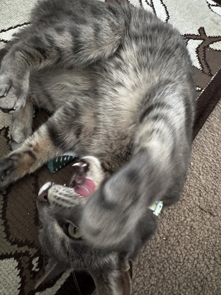 bbjarn's tweet photo. Quite the action shot https://t.co/67rOZKSuqL