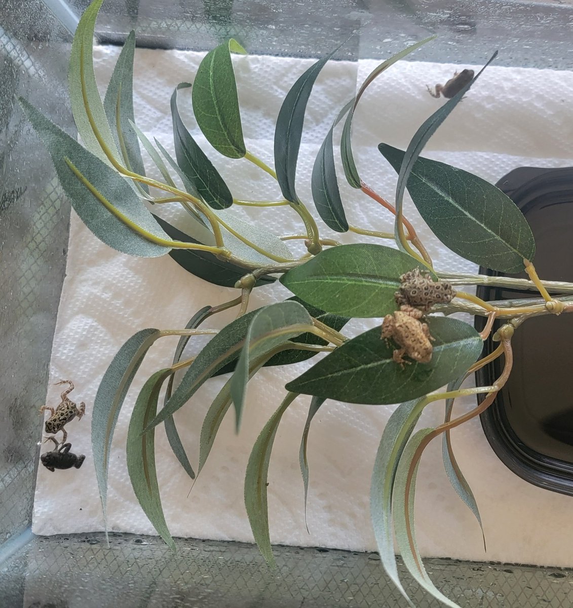 SkeleSlime's tweet photo. hi, new people. 
look at these toadlets im raising.
🐸🐸🐸🐸🐸🐸 https://t.co/2DXhfrRThj