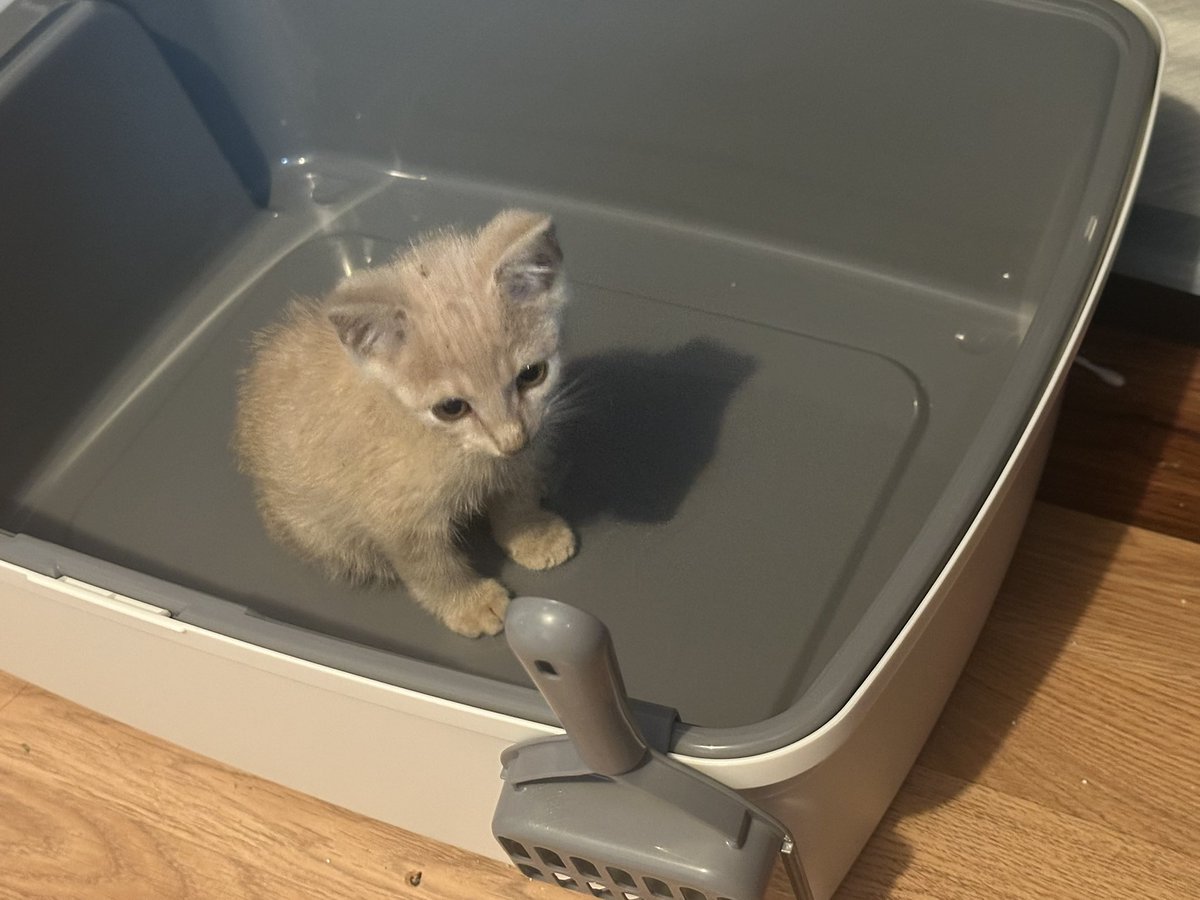 lsdalso's tweet image. Greatly underestimated the size of this litter box but the last package from @criminalsirens is finally here! Thank you to not just Val but, everyone for their support!! The kittens are doing a lot better and I couldnβt have done it without this amazing community!!