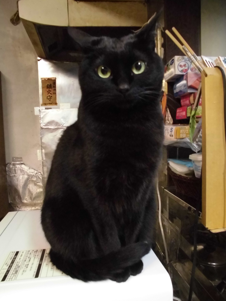 <a href="/JLHerms/">Julie 💙</a> <a href="/jyunesu_/">ジュネス （jyunesu)</a> <a href="/miocatmiomio/">香車の香ちゃん</a> <a href="/madcrazyzombie1/">madcrazycowboy</a> <a href="/310_mao/">mao太太</a> Thank you!
Meoooow!