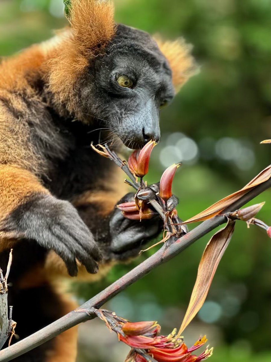 sfzoo's tweet image. Is this the same as when you have oatmeal for breakfast but prefer a pop-tart?
Our red ruffed lemur seen enjoying his flax plant!