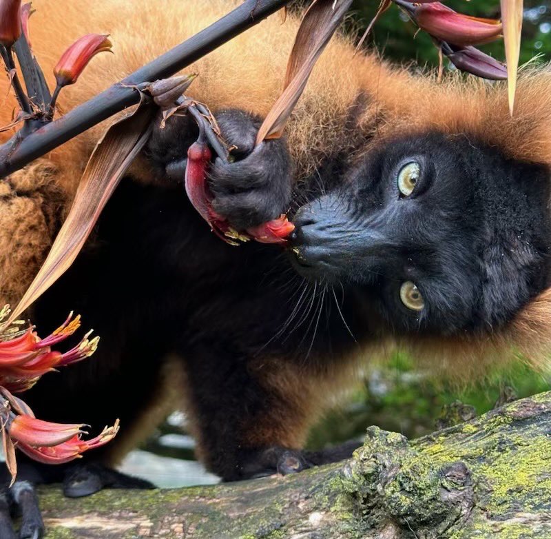sfzoo's tweet image. Is this the same as when you have oatmeal for breakfast but prefer a pop-tart?
Our red ruffed lemur seen enjoying his flax plant!
