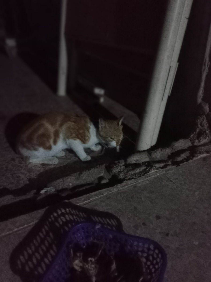 SSDRESCU's tweet image. Years ago, we scream We die of starvation, oppression and injustice of the whole world, he knows But there is no one who helps Please not time after we try Life is happy with these homeless, poor animals Please help to everyone who can 🙏🙏🆘🆘🆘💔💔🆘💔💔😔😔😔😔💵🍗🍗🍗😔😔😔