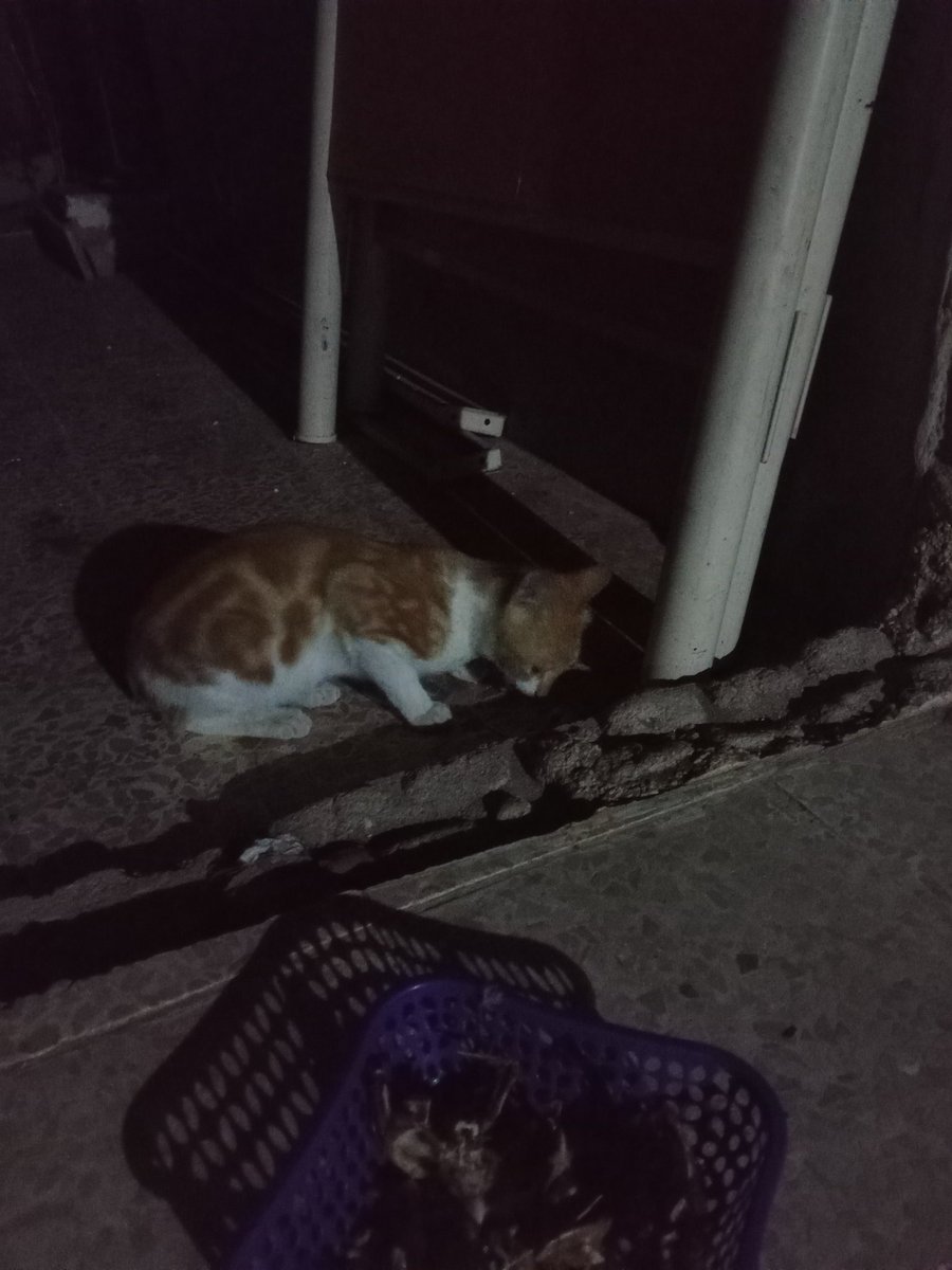 SSDRESCU's tweet image. Years ago, we scream We die of starvation, oppression and injustice of the whole world, he knows But there is no one who helps Please not time after we try Life is happy with these homeless, poor animals Please help to everyone who can 🙏🙏🆘🆘🆘💔💔🆘💔💔😔😔😔😔💵🍗🍗🍗😔😔😔