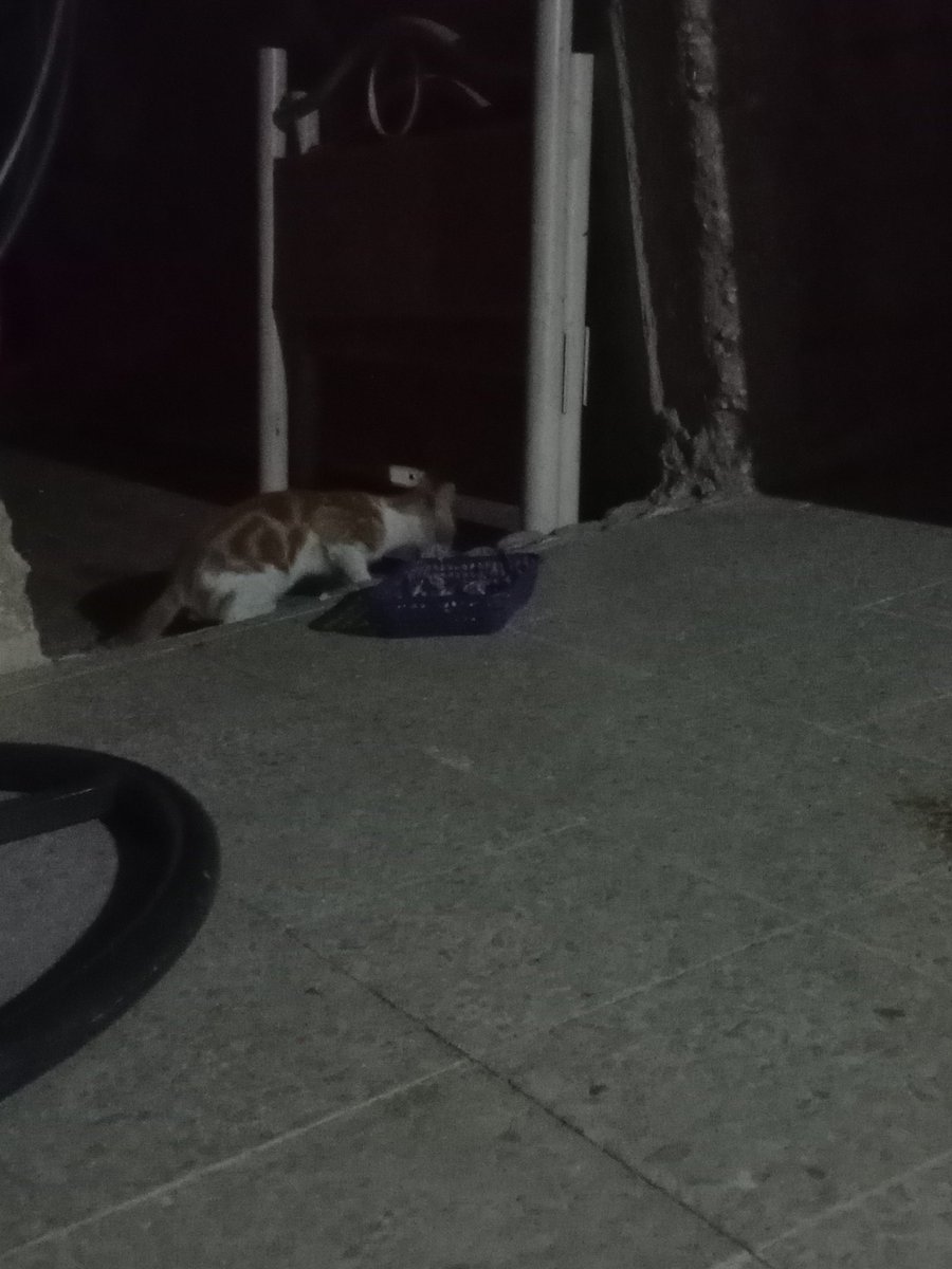 SSDRESCU's tweet image. Years ago, we scream We die of starvation, oppression and injustice of the whole world, he knows But there is no one who helps Please not time after we try Life is happy with these homeless, poor animals Please help to everyone who can 🙏🙏🆘🆘🆘💔💔🆘💔💔😔😔😔😔💵🍗🍗🍗😔😔😔