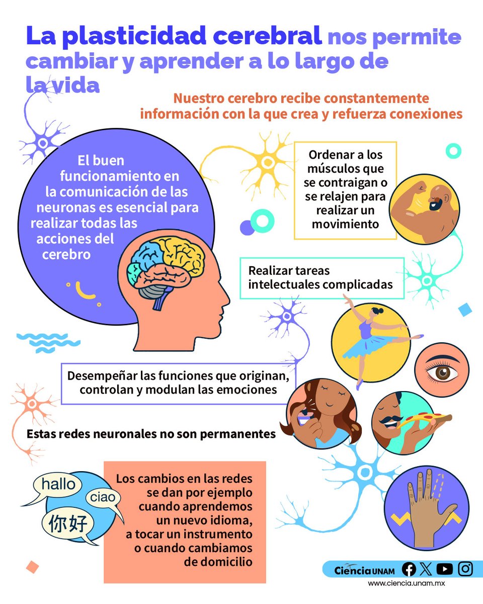 #Salud| No importa cuántos años tengas, siempre puedes aprender algo nuevo.
La #plasticidadcerebral hace posible la capacidad infinita para el #aprendizaje
bit.ly/3po8SVV