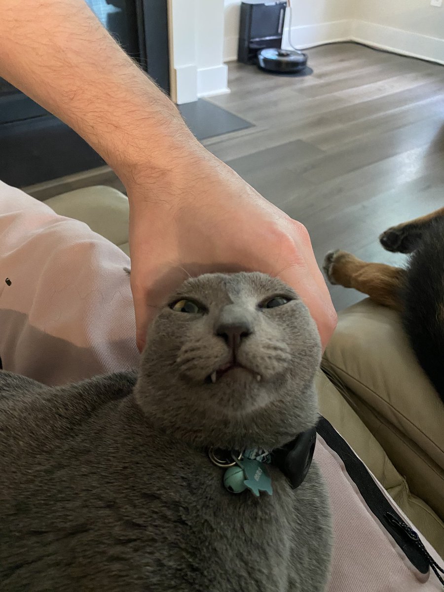 Henlo again <a href="/oreoeocat/">oreo & monkey</a>