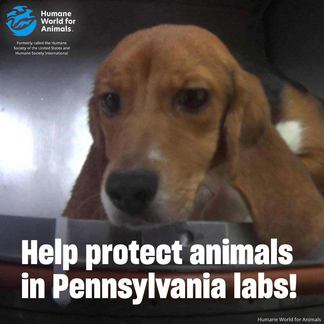 humaneworldeat's tweet image. If you live in Pennsylvania, your legislators need to hear from you! 🐶🐱🐰
Tell them that dogs, cats, and other animals suffering in PA labs deserve better! 👉 humaneworld.org/PAAnimalTesting