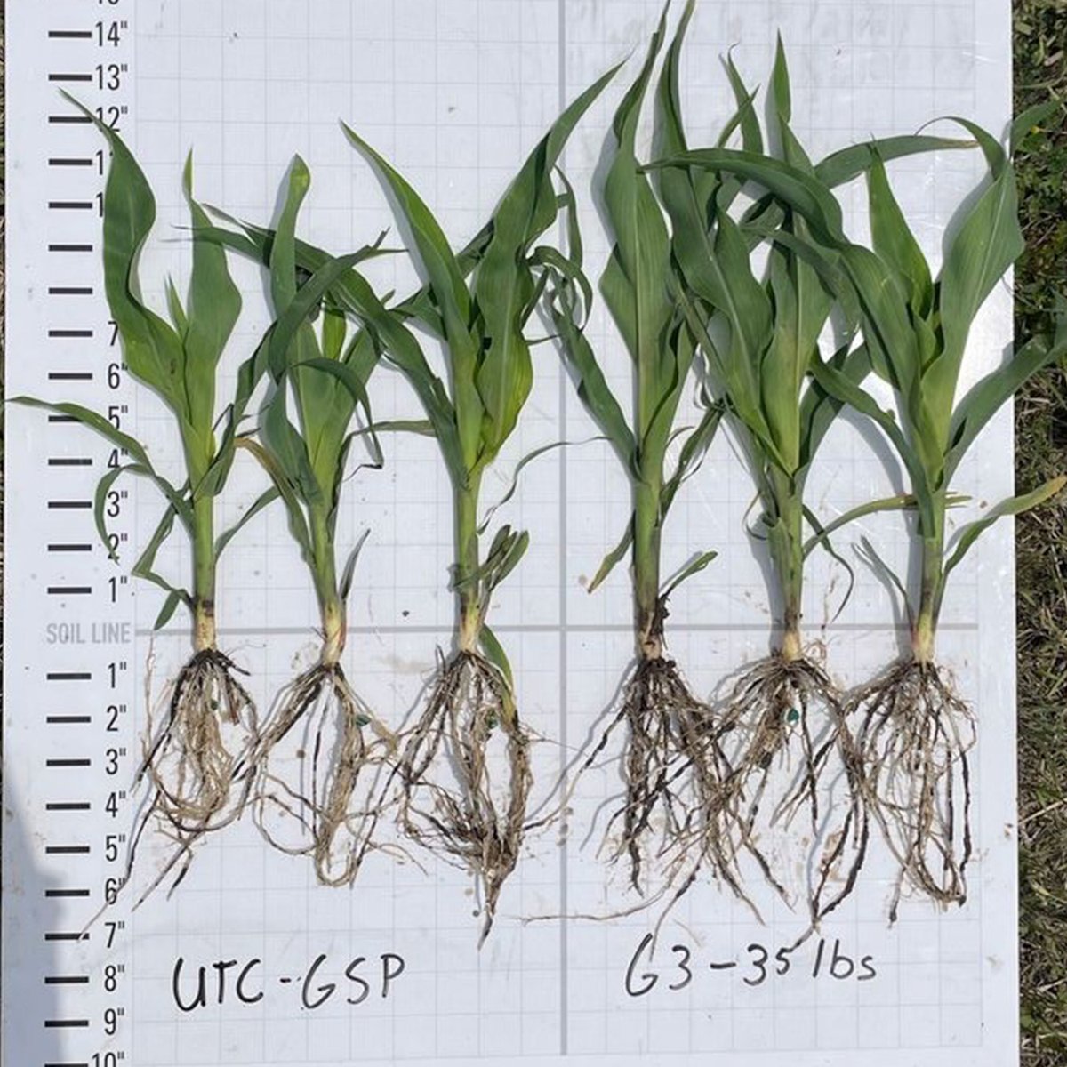 The difference is clear in this PROVEN G3 demo plot in Elm Creek, NE! 🌽 By replacing 35 units of nitrogen with Pivot Bio PROVEN G3 on Channel seed (211-70), this grower is seeing impressive early results. It’s a strong start—and just the beginning. Learn more about the upcoming