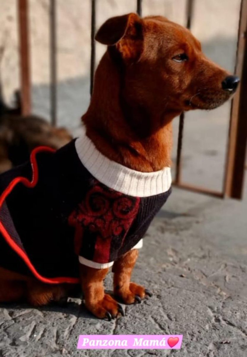 bnclzla's tweet photo. En adopción mamá cruza de salchi, todos son tamaño xs, interesados nos mandan un wpp al 1130045955
Su mamá fue rescatada a punto de parir sola en la calle, hoy todos buscan un hogar donde los llenen de amor. Vacunados y desparacitados 📩💌 https://t.co/rsQIVteL3M