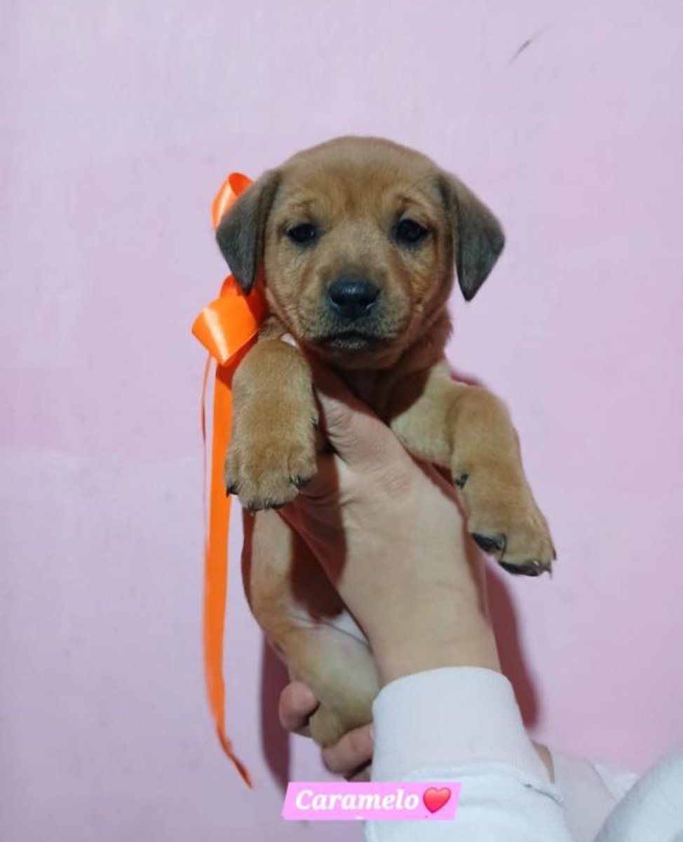 bnclzla's tweet photo. En adopción mamá cruza de salchi, todos son tamaño xs, interesados nos mandan un wpp al 1130045955
Su mamá fue rescatada a punto de parir sola en la calle, hoy todos buscan un hogar donde los llenen de amor. Vacunados y desparacitados 📩💌 https://t.co/rsQIVteL3M