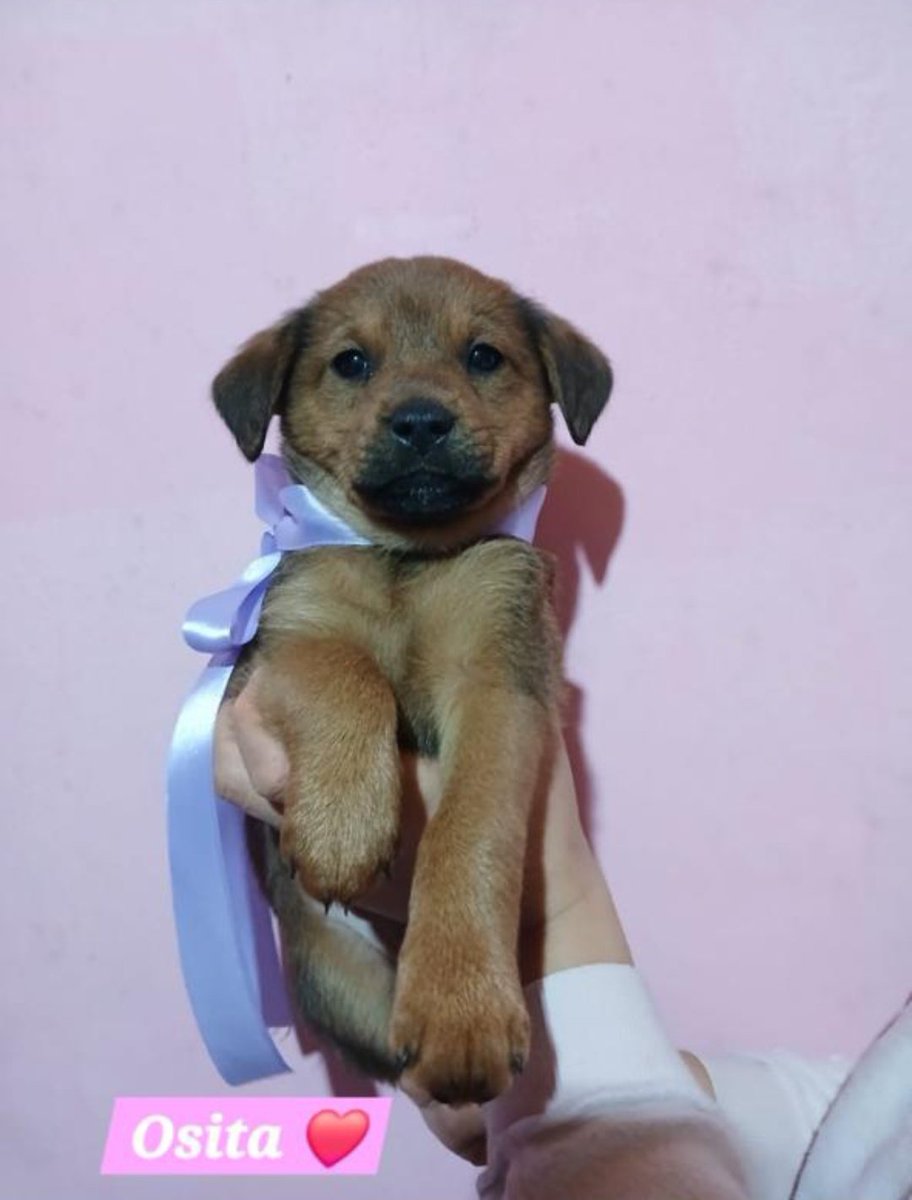 En adopción mamá cruza de salchi, todos son tamaño xs, interesados nos mandan un wpp al 1130045955
Su mamá fue rescatada a punto de parir sola en la calle, hoy todos buscan un hogar donde los llenen de amor. Vacunados y desparacitados 📩💌