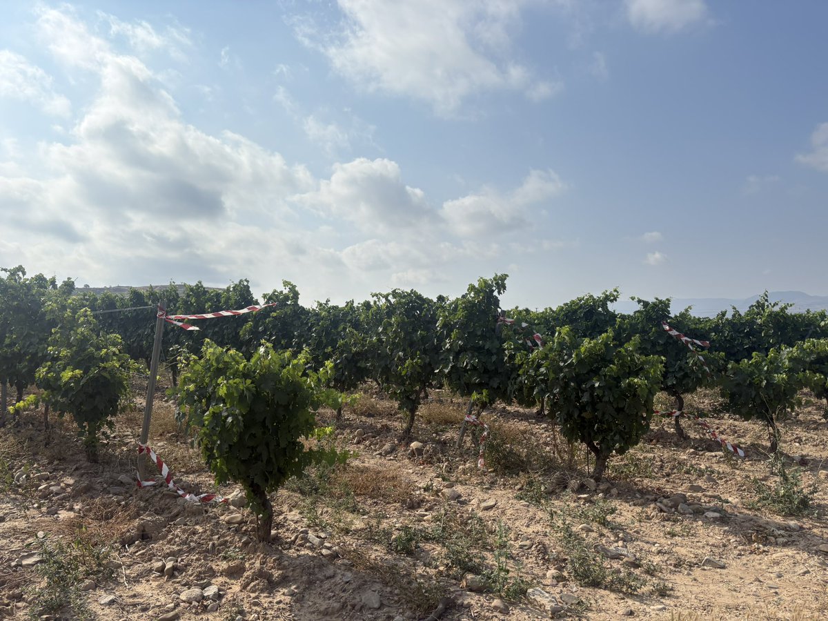 Hoy hemos estado marcando las filas de las dos parcelas de viñedo (Tempranilo blanco y tinto) en las que vamos a trabajar en el proyecto <a href="/unirioja/">Universidad de La Rioja</a> <a href="/AgEInves/">Agencia Estatal de Investigación</a>