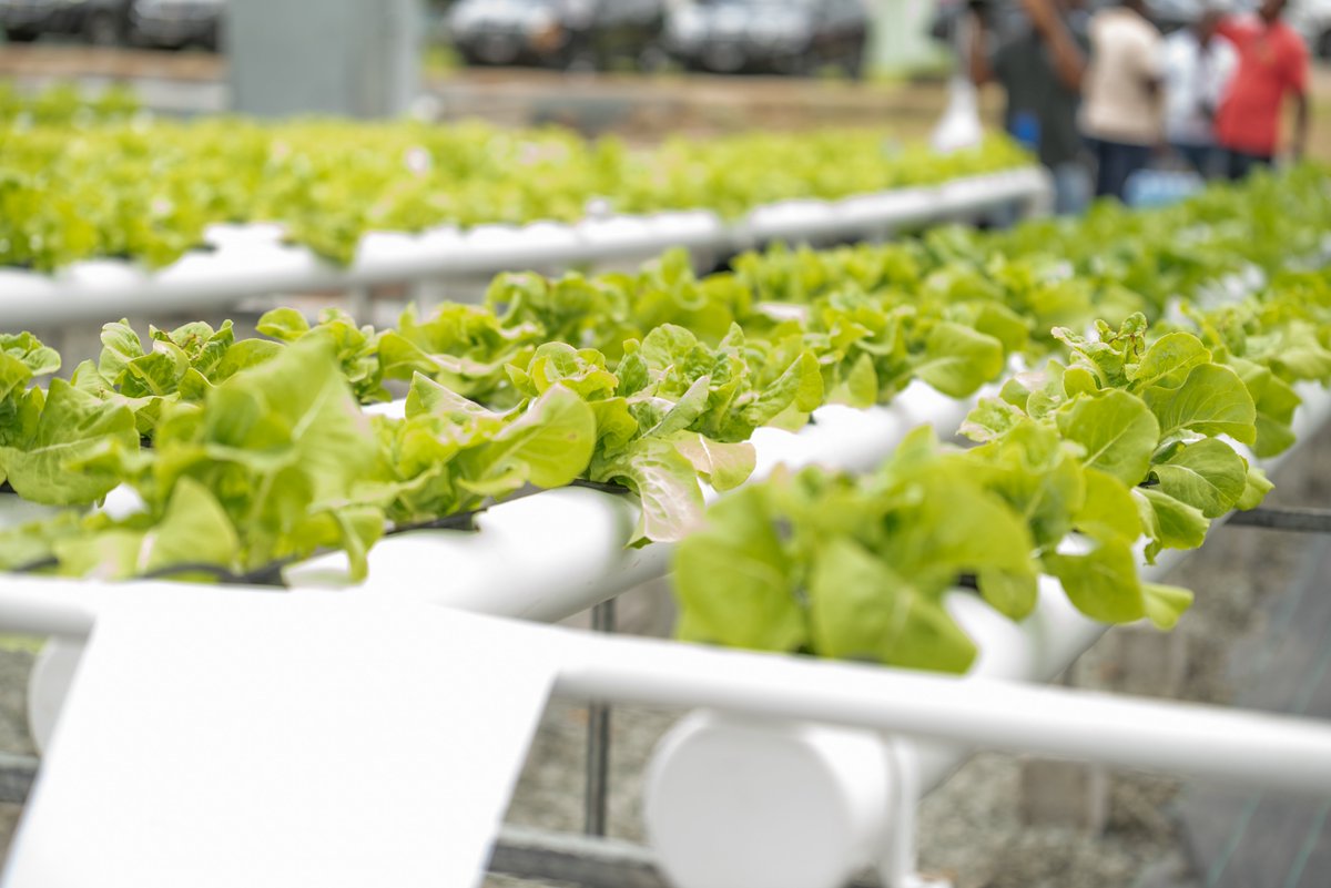 opmsaintlucia's tweet image. Saint Lucia is accelerating its transition towards a future-ready agriculture sector🌱
The government has acquired a fully functional hydroponics system from Guyana, advancing our commitment to boosting climate-resilient farming and improving food security in Saint Lucia.