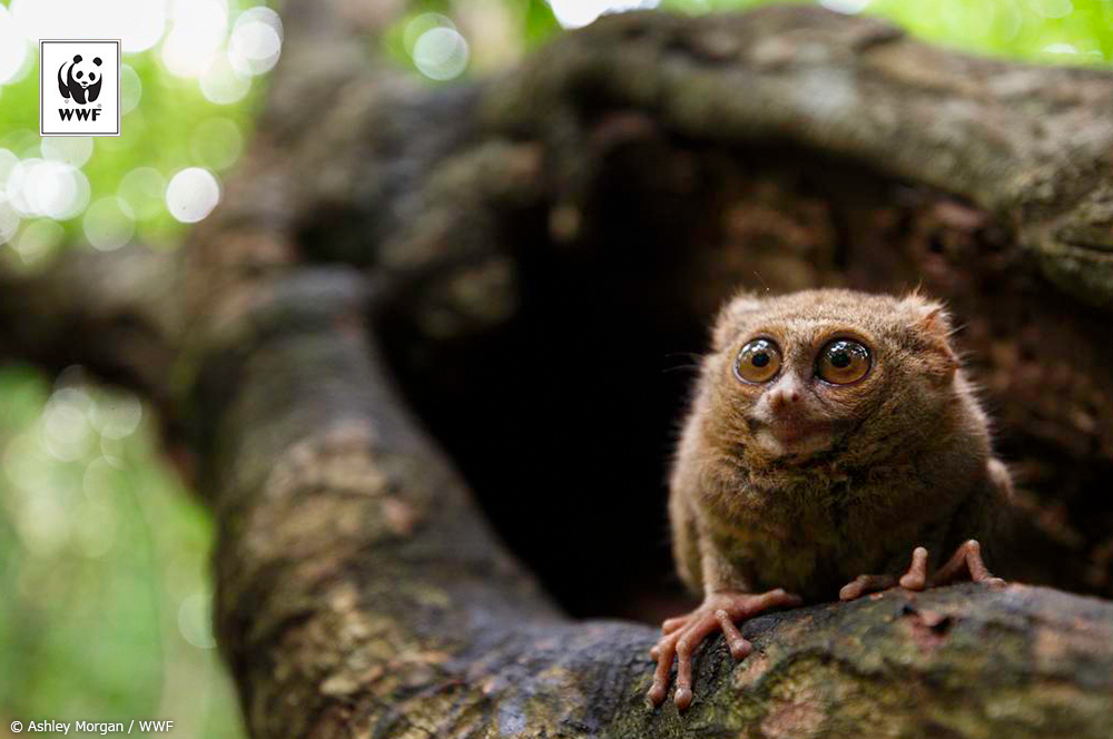 📷今日の一枚 
🐼WWFについて👉wwf.or.jp/aboutwwf/welco…