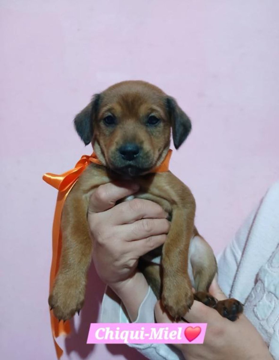 Perritos de bolsillo listos para encontrar a la familia perfecta❤️✨