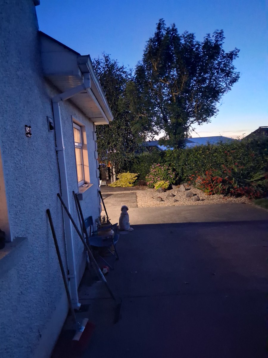 I'm afraid our Dog is thinking of taking up smoking  🚭  after a long day of hay making ! 
Contemplating