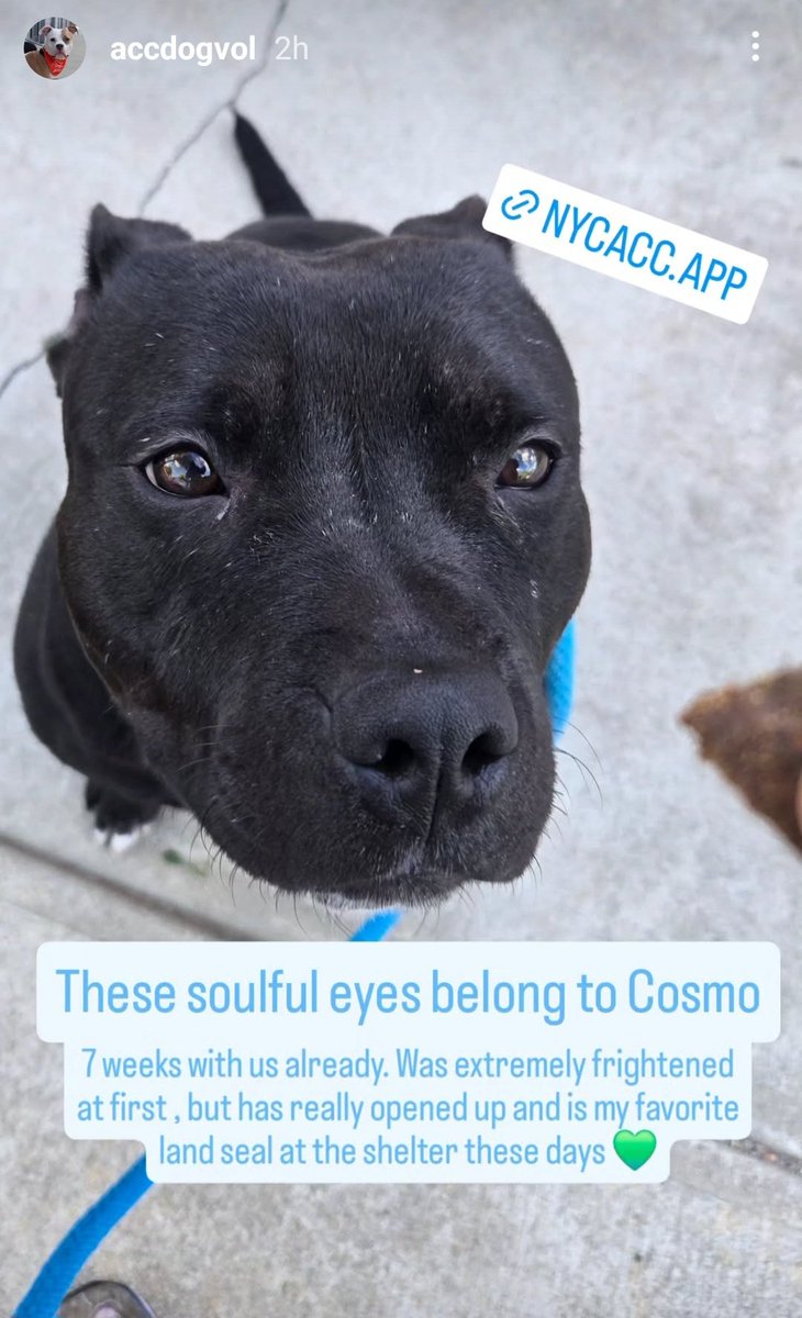 NMBewitched's tweet photo. Because there is no better #LandSeal than Cosmo

A shy girl, self-contained, devoted, loving, gentle, soulful &amp; the best #Zoomies🏆
#AdoptMe https://t.co/myjgjWnEKq