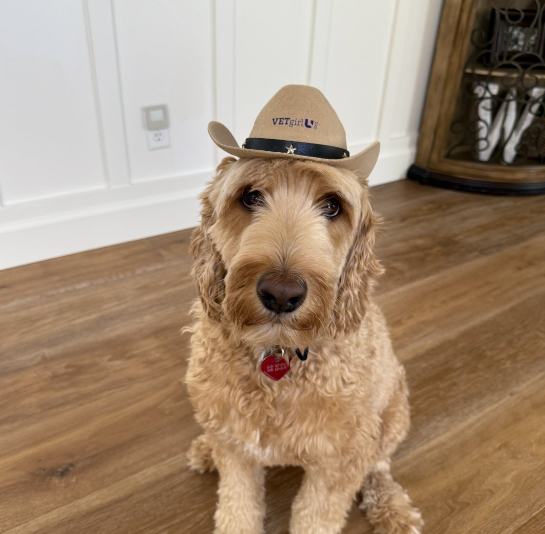 From cowboy cats to dapper dogs, our VETgirl U 2025 attendees (the four-legged kind) rocked their hats all the way home! Clearly, Nashville left a paw-sitive impression. 🤠

📸 Photo credits: Various VETgirl pet parents