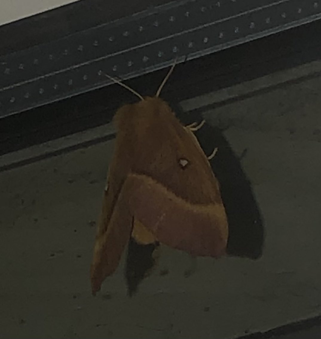 stillphosphor's tweet image. Just spotted an Oak Eggar outside my back door: a moth so fat that I thought a bat was hitting the window butterfly-conservation.org/moths/oak-egga…