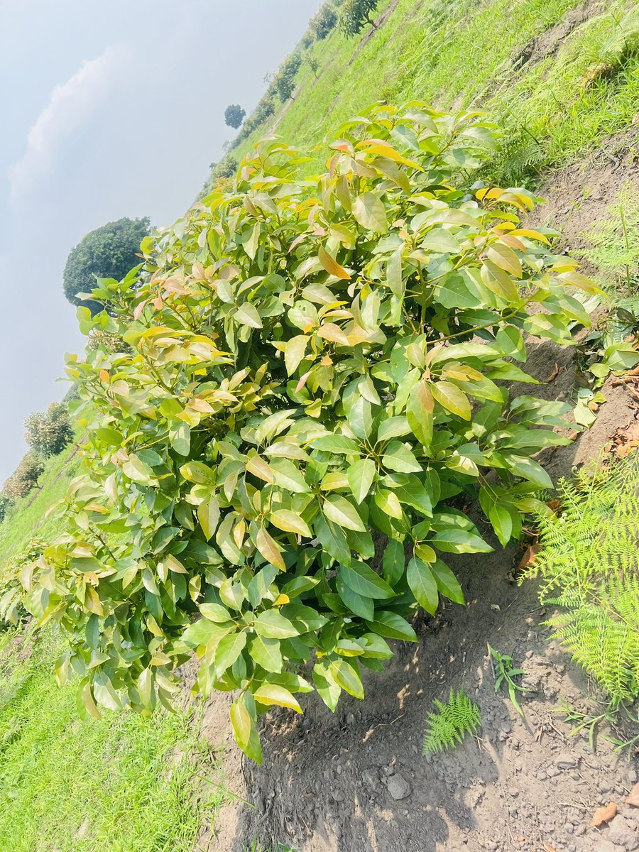 Ruvusha_Israel's tweet image. #HassAvocadoProject
700hectares d’Avocat Hass / Transformer l’Agriculture africaine