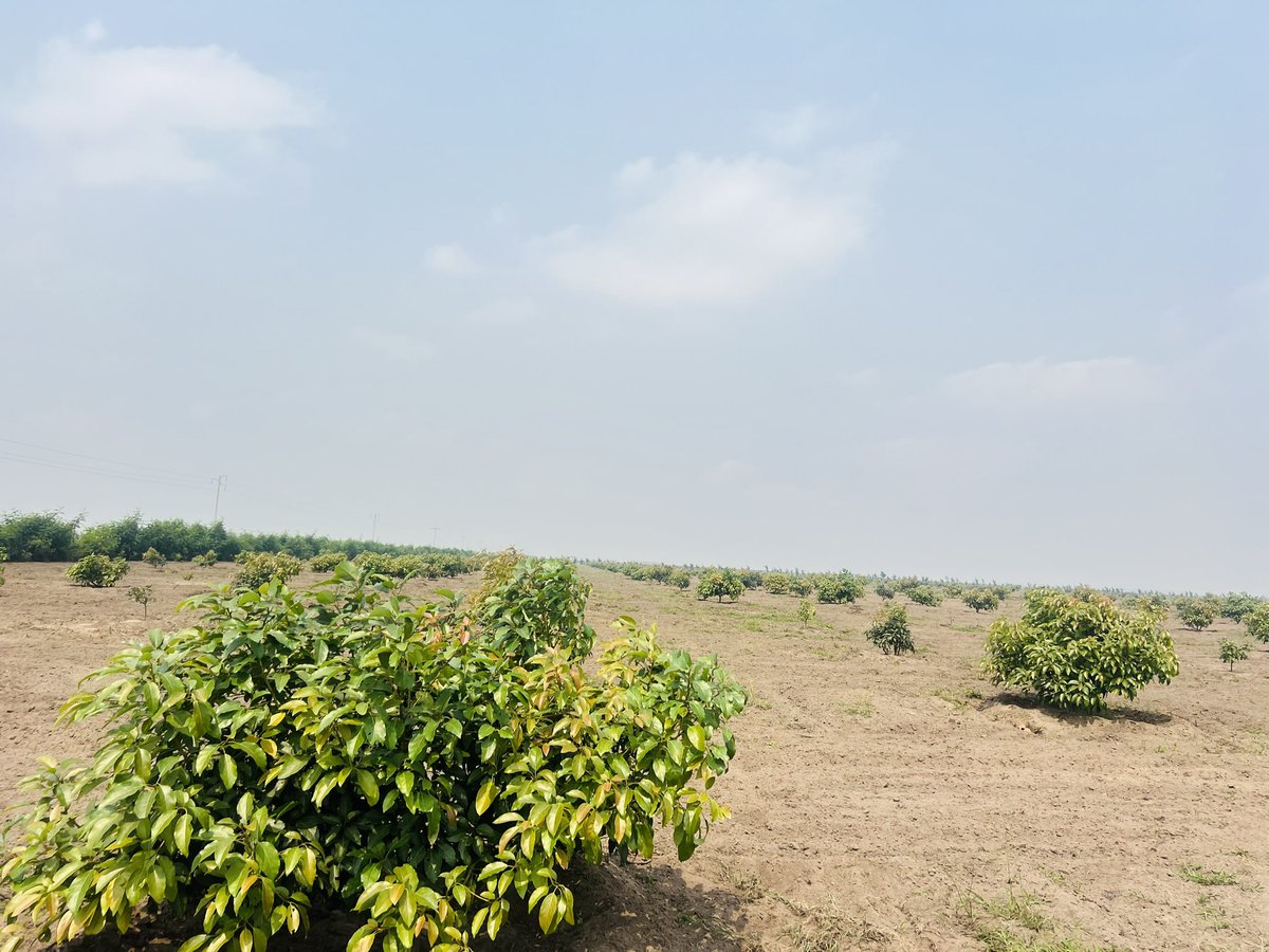 Ruvusha_Israel's tweet image. #HassAvocadoProject
700hectares d’Avocat Hass / Transformer l’Agriculture africaine