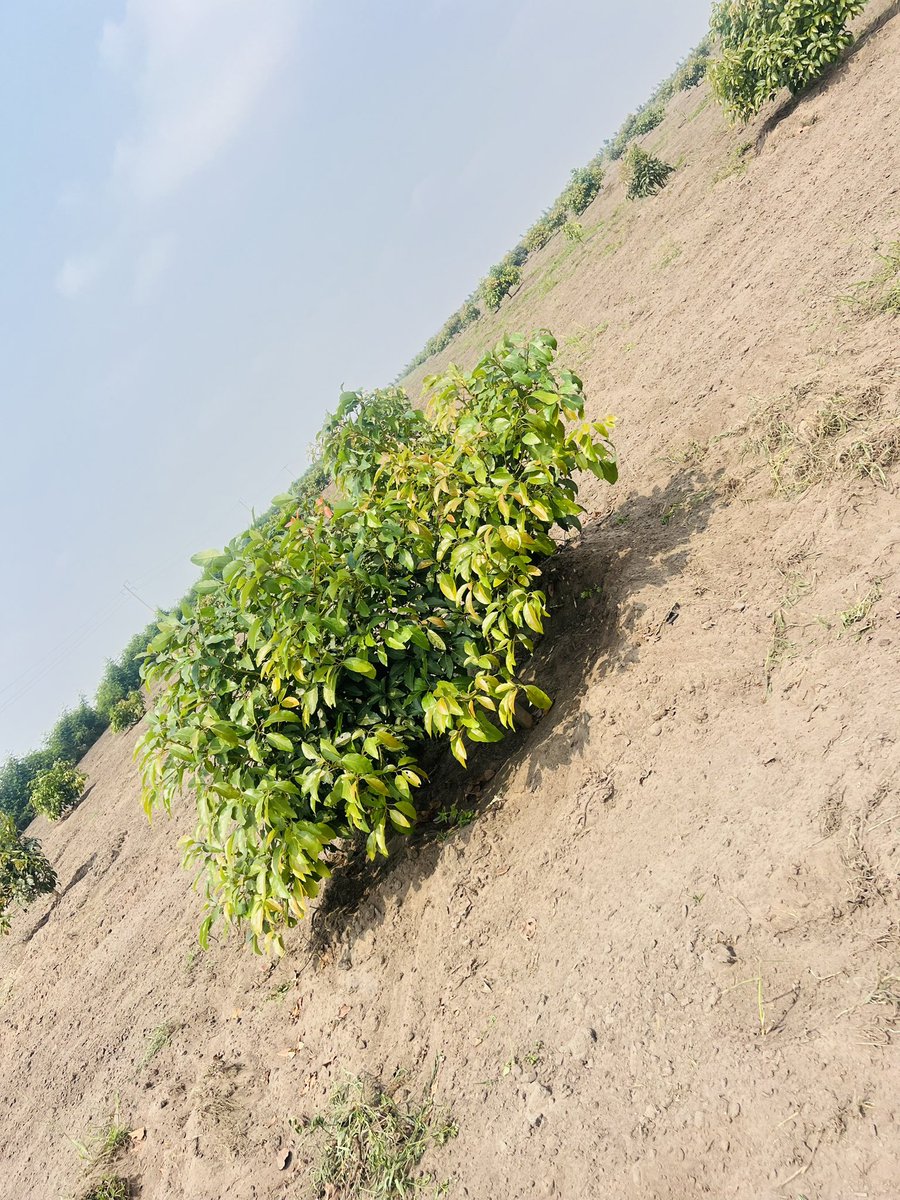 Ruvusha_Israel's tweet image. #HassAvocadoProject
700hectares d’Avocat Hass / Transformer l’Agriculture africaine